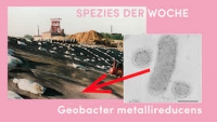 https://www.clubreal.de:443/files/gimgs/th-89_1GeobacterBuergerinderWoche Kopie_v2.jpg